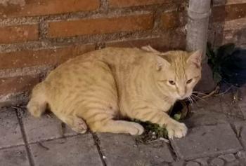 Simba Bild von Simba