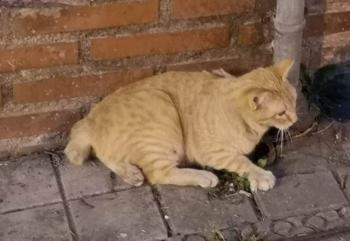 Simba Bild von Simba