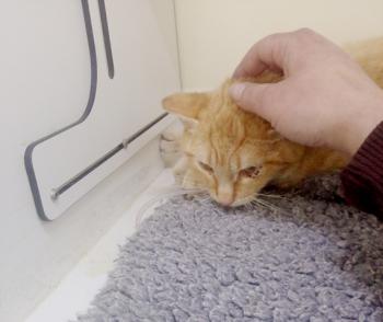 Simba Bild von Simba