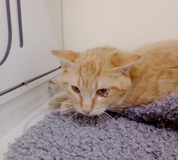 Simba Bild von Simba