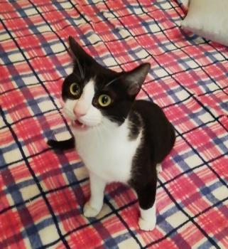 Nico Bild von Nico