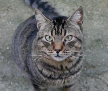 Duke Bild von Duke