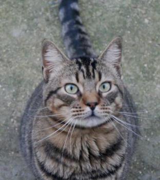Duke Bild von Duke
