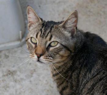 Duke Bild von Duke