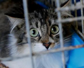 Suzette Bild von Suzette