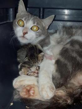 Perla Bild von Perla