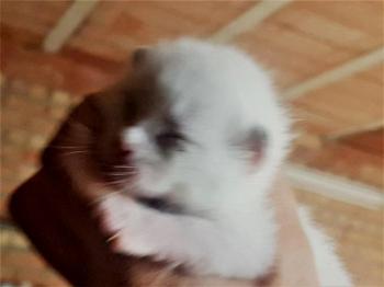 Perla Bild von Perla