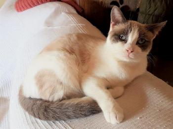Perla Bild von Perla
