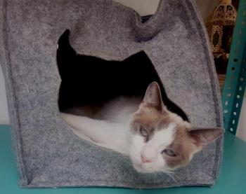 Perla Bild von Perla