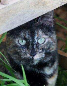 Tabita Bild von Tabita
