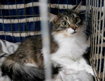 Suzette Bild von Suzette