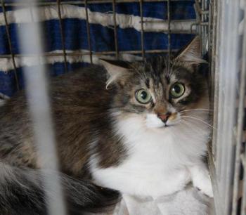 Suzette Bild von Suzette