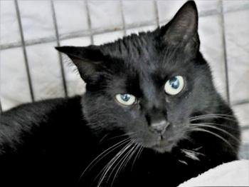 Melchior Bild von Melchior