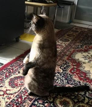 Shila Bild von Shila