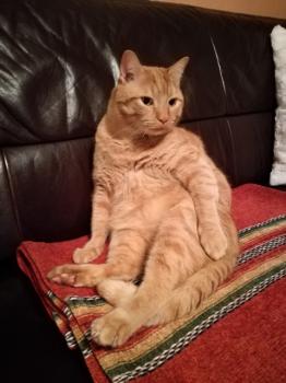 Garfield Bild von Garfield