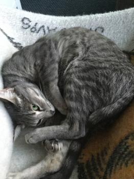 Sookie Bild von Sookie