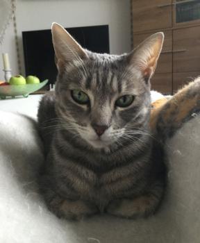 Sookie Bild von Sookie