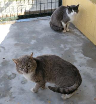 Bambú Bild von Bambú