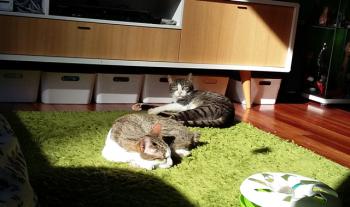 Bild von Bittor