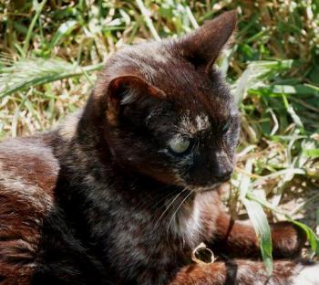 Chua Bild von Chua