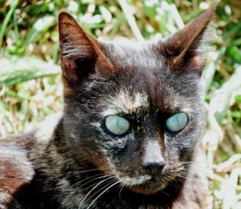 Chua Bild von Chua