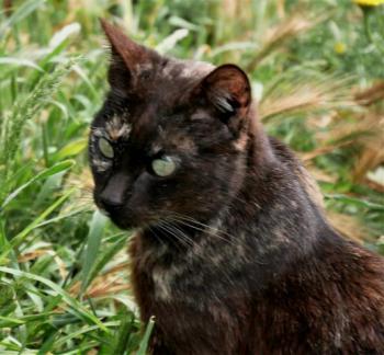 Chua Bild von Chua