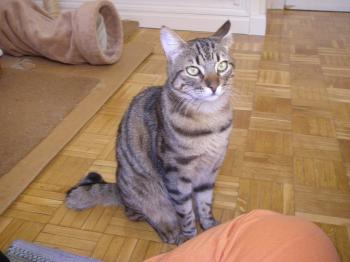 Rabito Bild von Rabito