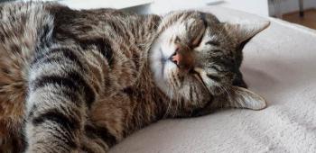 Fidji Bild von Fidji
