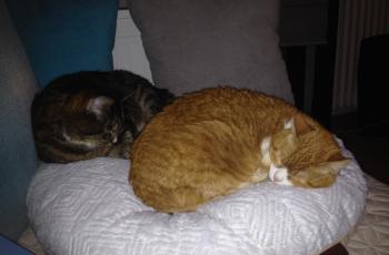 Judith Bild von Judith