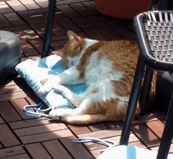 Judith Bild von Judith