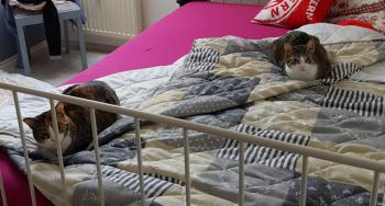 Amaral Bild von Amaral