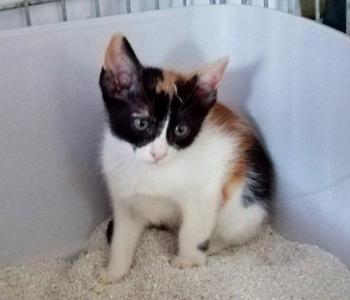 Loulou Bild von Loulou