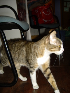 Simba Bild von Simba