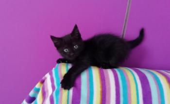 Cocó Bild von Coco