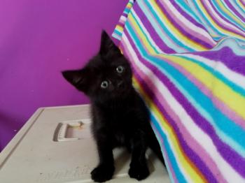 Cocó Bild von Coco