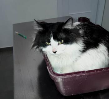 Jeffrey Bild von Jeffrey