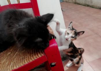 Gatúbella Bild von Gatubella