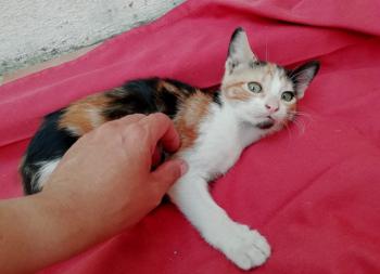 Gatúbella Bild von Gatubella
