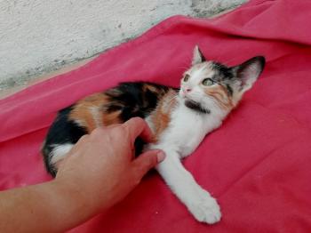 Gatúbella Bild von Gatubella