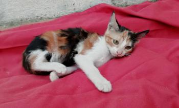 Gatúbella Bild von Gatubella