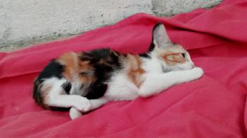 Gatúbella Bild von Gatubella