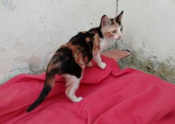 Gatúbella Bild von Gatubella