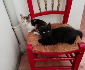 Gatúbella Bild von Gatubella