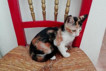 Gatúbella Bild von Gatubella