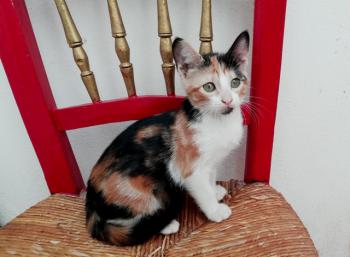 Gatúbella Bild von Gatubella