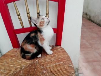 Gatúbella Bild von Gatubella