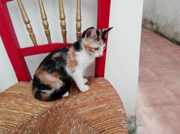 Gatúbella Bild von Gatubella