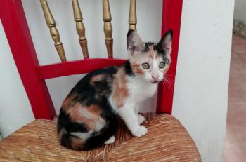 Gatúbella Bild von Gatubella