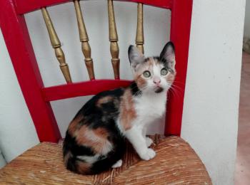 Gatúbella Bild von Gatubella