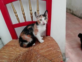 Gatúbella Bild von Gatubella